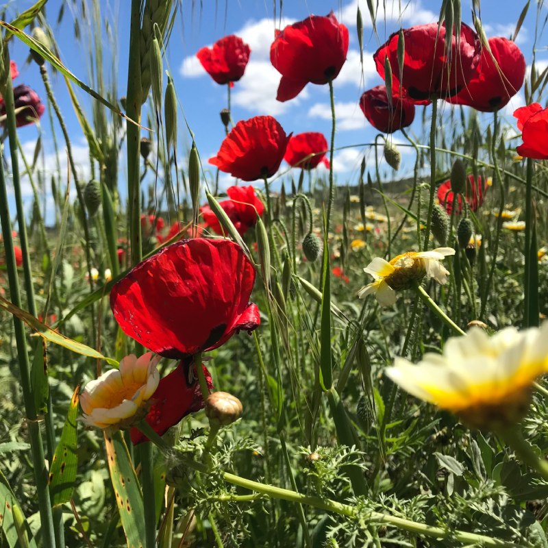 Blühende Blumen in einem Feld im Sommer